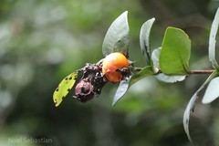 Eugenia singampattiana